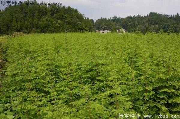 <a href='http://zishuwang.com.cn/linmuzhongzi/1720.html' target='_blank'>水杉</a><a href='http://zishuwang.com.cn/' target='_blank'>種子</a>