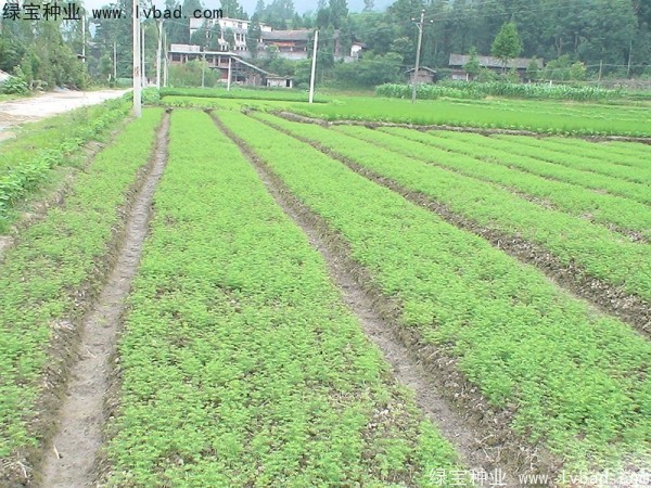 水杉<a href='http://zishuwang.com.cn/' target='_blank'>種子</a>