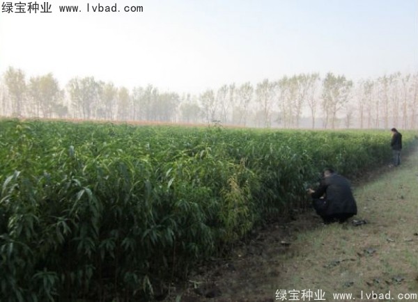 <a href='http://zishuwang.com.cn/linmuzhongzi/1723.html' target='_blank'>桃樹種子</a>