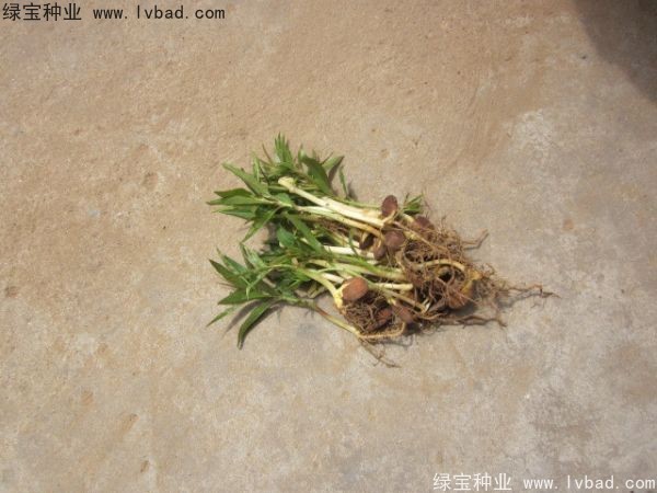 <a href='http://zishuwang.com.cn/linmuzhongzi/1723.html' target='_blank'>桃樹</a><a href='http://zishuwang.com.cn/' target='_blank'>種子</a>
