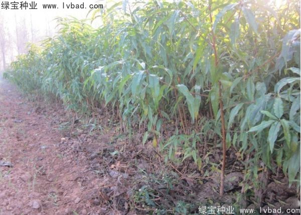 <a href='http://zishuwang.com.cn/linmuzhongzi/1723.html' target='_blank'>桃樹種子</a>