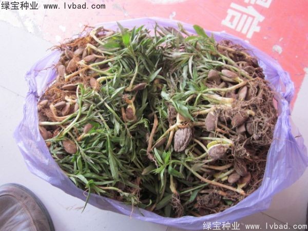 <a href='http://zishuwang.com.cn/linmuzhongzi/1723.html' target='_blank'>桃樹</a><a href='http://zishuwang.com.cn/' target='_blank'>種子</a>