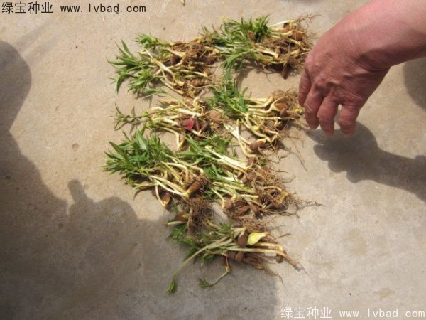 <a href='http://zishuwang.com.cn/linmuzhongzi/1723.html' target='_blank'>桃樹種子</a>