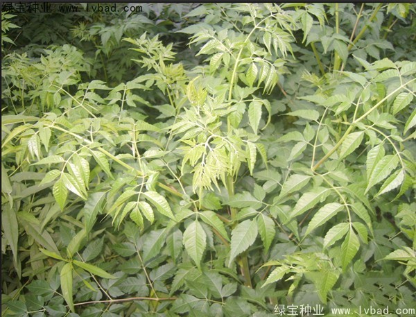 苦楝<a href='http://zishuwang.com.cn/' target='_blank'>種子</a>