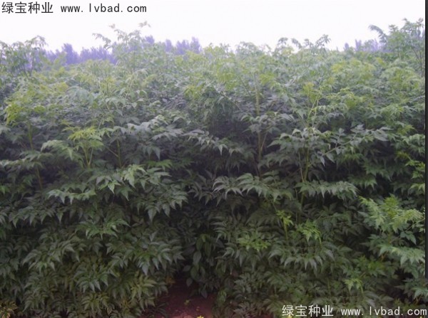<a href='http://zishuwang.com.cn/linmuzhongzi/1725.html' target='_blank'>苦楝</a><a href='http://zishuwang.com.cn/' target='_blank'>種子</a>
