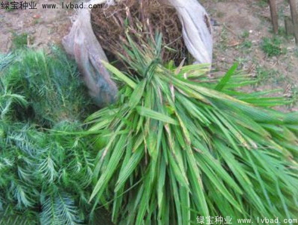 <a href='http://zishuwang.com.cn/linmuzhongzi/1727.html' target='_blank'>棕櫚種子</a>