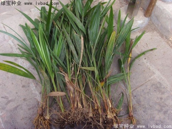<a href='http://zishuwang.com.cn/linmuzhongzi/1727.html' target='_blank'>棕櫚種子</a>
