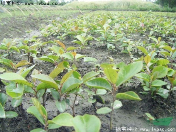中華<a href='http://zishuwang.com.cn/linmuzhongzi/2255.html' target='_blank'>蚊母種子</a>