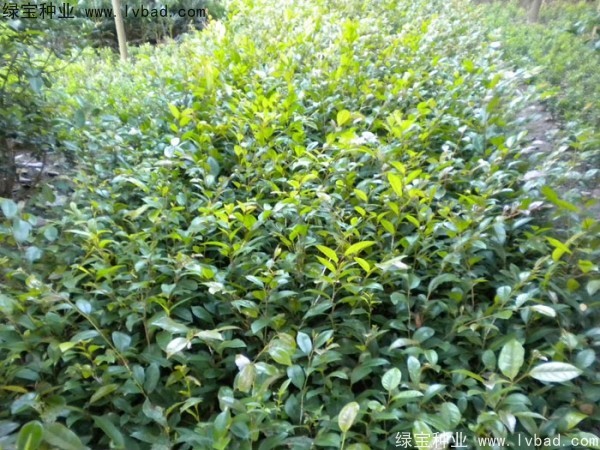 <a href='http://zishuwang.com.cn/linmuzhongzi/1736.html' target='_blank'>中華蚊母種子</a>