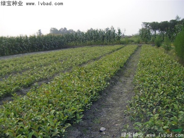 <a href='http://zishuwang.com.cn/linmuzhongzi/1736.html' target='_blank'>中華蚊母</a><a href='http://zishuwang.com.cn/' target='_blank'>種子</a>