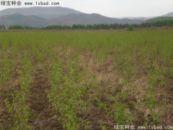 白樺<a href='http://zishuwang.com.cn/' target='_blank'>種子</a>