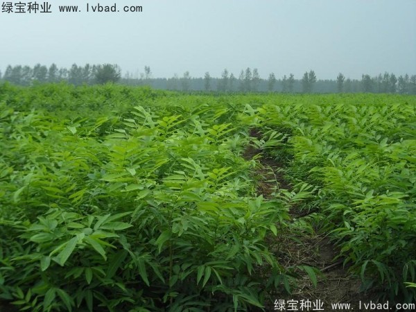 <a href='http://zishuwang.com.cn/linmuzhongzi/1742.html' target='_blank'>無患子</a><a href='http://zishuwang.com.cn/' target='_blank'>種子</a>