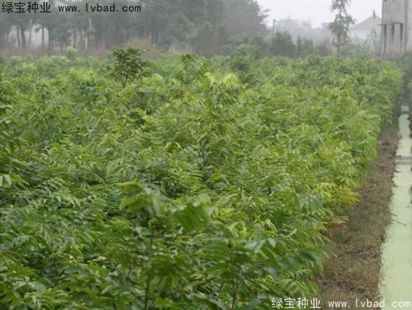 無患子<a href='http://zishuwang.com.cn/' target='_blank'>種子</a>