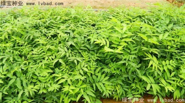 <a href='http://zishuwang.com.cn/linmuzhongzi/1742.html' target='_blank'>無患子種子</a>