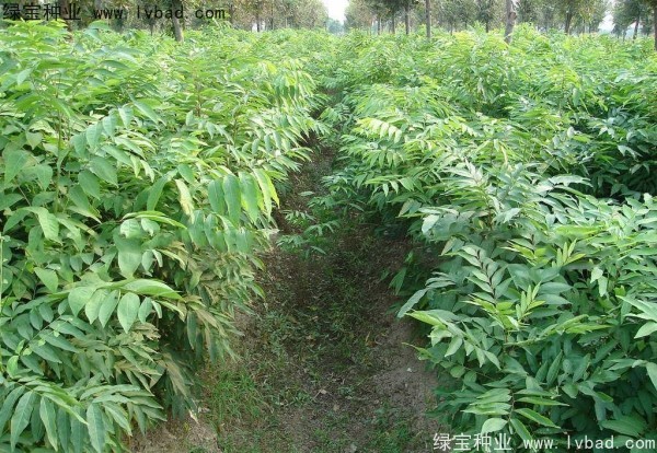 <a href='http://zishuwang.com.cn/linmuzhongzi/1742.html' target='_blank'>無患子種子</a>