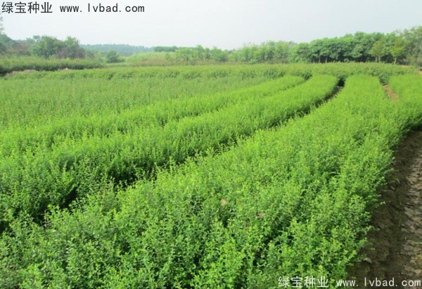 <a href='http://zishuwang.com.cn/linmuzhongzi/1743.html' target='_blank'>小葉女貞種子</a>