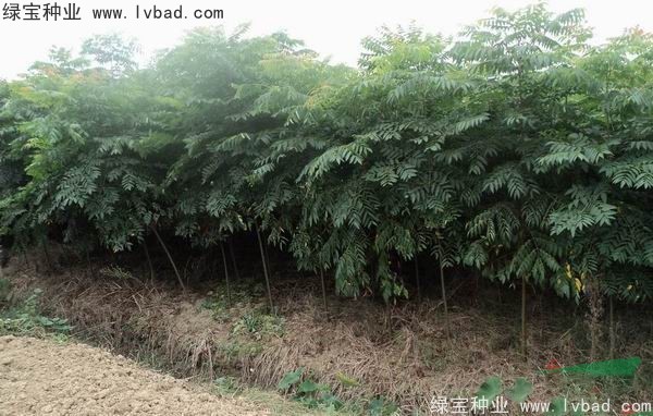 <a href='http://zishuwang.com.cn/linmuzhongzi/1745.html' target='_blank'>黃山欒樹種子</a>