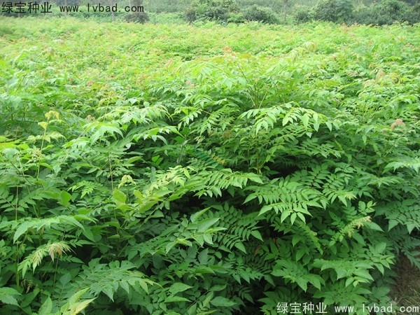 <a href='http://zishuwang.com.cn/linmuzhongzi/1745.html' target='_blank'>黃山欒樹種子</a>
