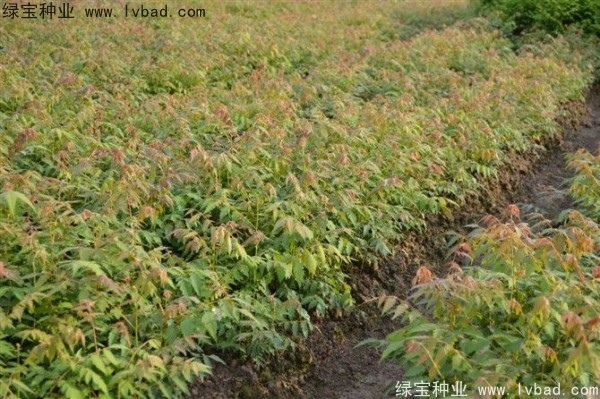 黃山<a href='http://zishuwang.com.cn/linmuzhongzi/1710.html' target='_blank'>欒樹種子</a>
