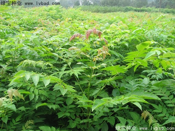 <a href='http://zishuwang.com.cn/linmuzhongzi/1745.html' target='_blank'>黃山欒樹種子</a>