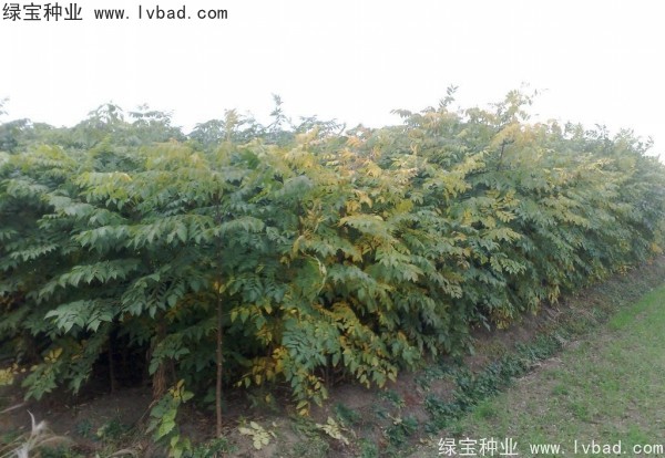 黃山<a href='http://zishuwang.com.cn/linmuzhongzi/1710.html' target='_blank'>欒樹種子</a>