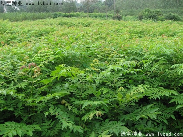 黃山<a href='http://zishuwang.com.cn/linmuzhongzi/1710.html' target='_blank'>欒樹種子</a>
