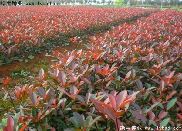 紅葉石楠<a href='http://zishuwang.com.cn/' target='_blank'>種子</a>