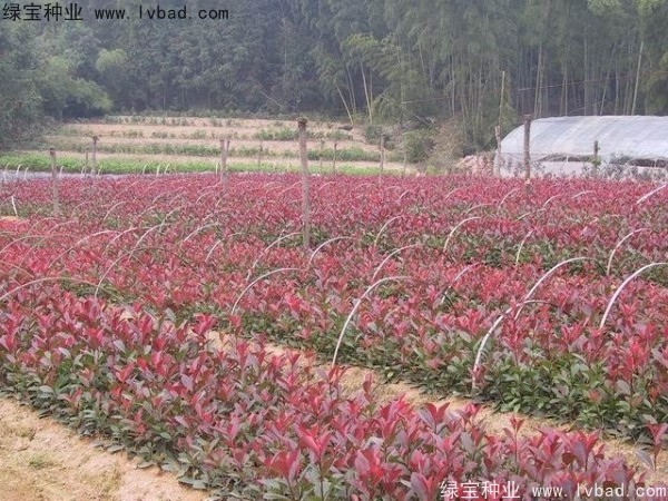 <a href='http://zishuwang.com.cn/linmuzhongzi/1747.html' target='_blank'>紅葉石楠種子</a>