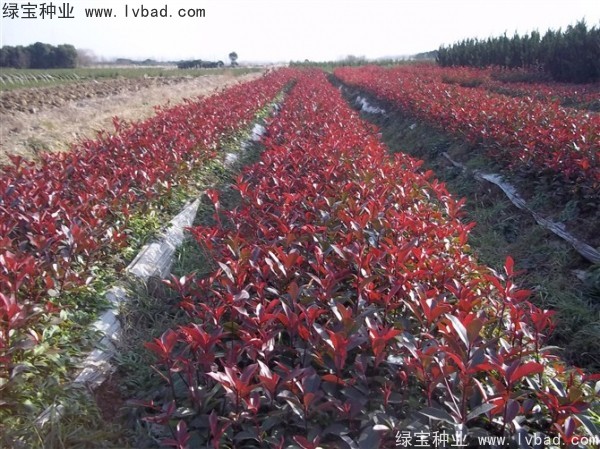 <a href='http://zishuwang.com.cn/linmuzhongzi/1747.html' target='_blank'>紅葉石楠種子</a>