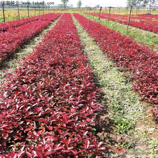 紅葉石楠<a href='http://zishuwang.com.cn/' target='_blank'>種子</a>