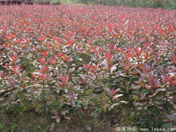 紅葉石楠<a href='http://zishuwang.com.cn/' target='_blank'>種子</a>