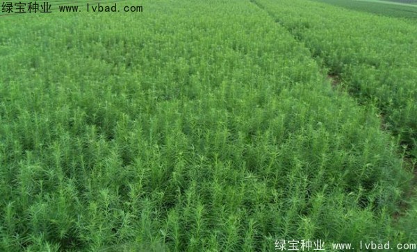 <a href='http://zishuwang.com.cn/linmuzhongzi/1751.html' target='_blank'>落葉松種子</a>