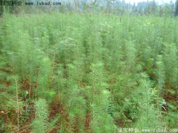 落葉松<a href='http://zishuwang.com.cn/' target='_blank'>種子</a>