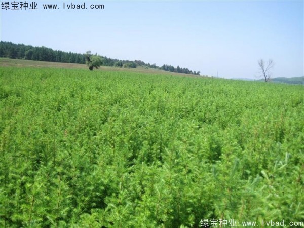 落葉松<a href='http://zishuwang.com.cn/' target='_blank'>種子</a>