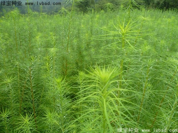 落葉松<a href='http://zishuwang.com.cn/' target='_blank'>種子</a>