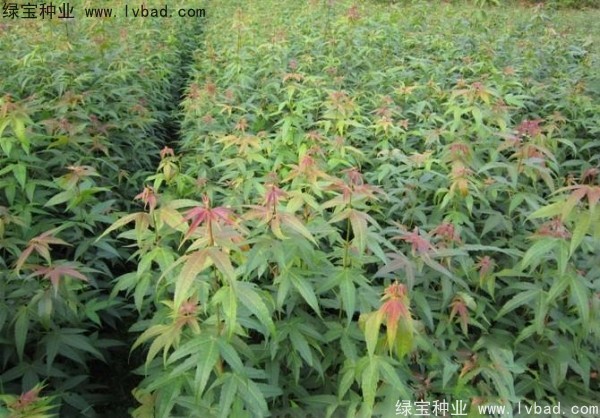 <a href='http://zishuwang.com.cn/linmuzhongzi/1752.html' target='_blank'>青楓</a><a href='http://zishuwang.com.cn/' target='_blank'>種子</a>