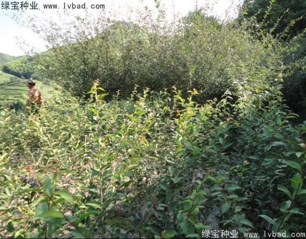 <a href='http://zishuwang.com.cn/linmuzhongzi/1754.html' target='_blank'>垂絲海棠種子</a>