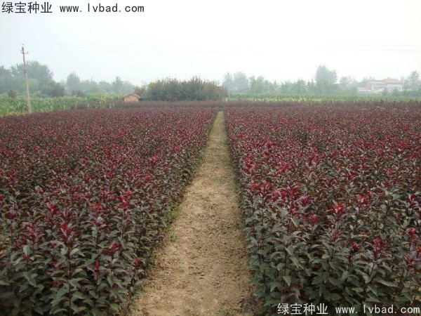 <a href='http://zishuwang.com.cn/linmuzhongzi/1756.html' target='_blank'>紅葉李種子</a>