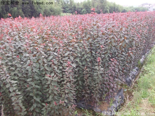 <a href='http://zishuwang.com.cn/linmuzhongzi/1756.html' target='_blank'>紅葉李</a><a href='http://zishuwang.com.cn/' target='_blank'>種子</a>