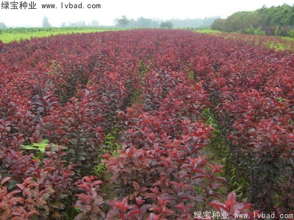 紅葉李<a href='http://zishuwang.com.cn/' target='_blank'>種子</a>
