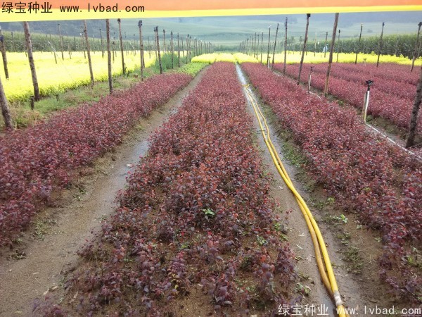 <a href='http://zishuwang.com.cn/linmuzhongzi/1756.html' target='_blank'>紅葉李種子</a>