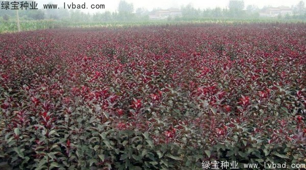 紅葉李<a href='http://zishuwang.com.cn/' target='_blank'>種子</a>