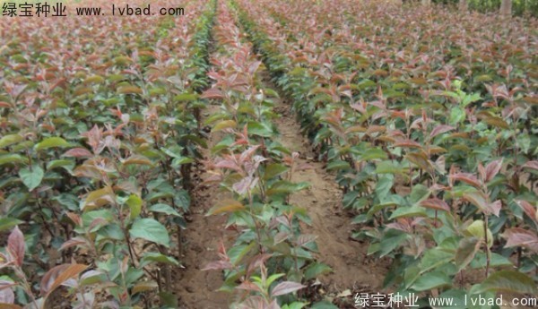 <a href='http://zishuwang.com.cn/linmuzhongzi/1766.html' target='_blank'>海棠種子</a>