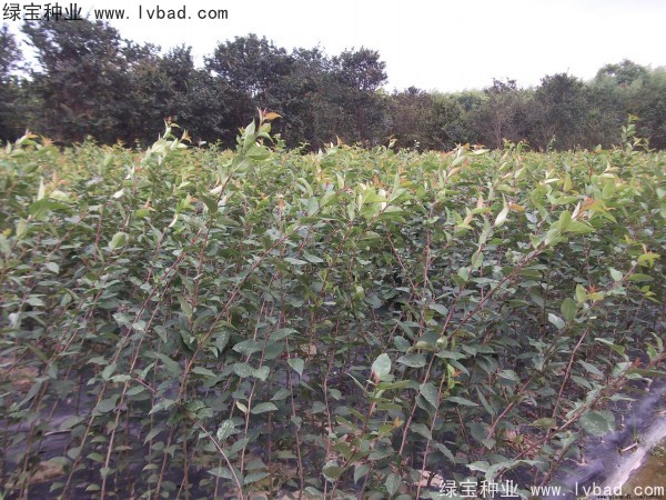 <a href='http://zishuwang.com.cn/linmuzhongzi/1766.html' target='_blank'>海棠種子</a>