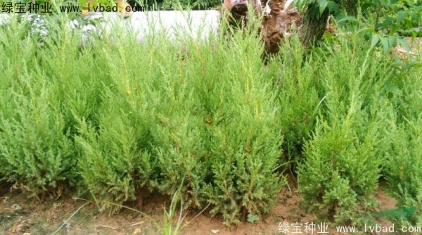 <a href='http://zishuwang.com.cn/linmuzhongzi/1767.html' target='_blank'>檜柏種子</a>