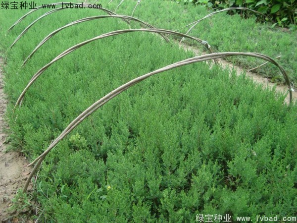 <a href='http://zishuwang.com.cn/linmuzhongzi/1767.html' target='_blank'>檜柏</a><a href='http://zishuwang.com.cn/' target='_blank'>種子</a>