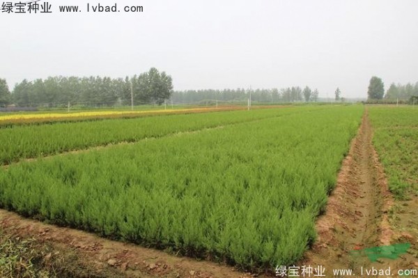 <a href='http://zishuwang.com.cn/linmuzhongzi/1767.html' target='_blank'>檜柏</a><a href='http://zishuwang.com.cn/' target='_blank'>種子</a>