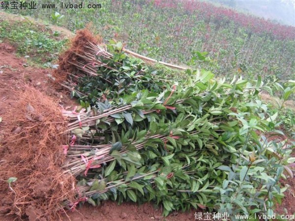 <a href='http://zishuwang.com.cn/linmuzhongzi/1768.html' target='_blank'>桂花種子</a>