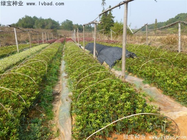 <a href='http://zishuwang.com.cn/linmuzhongzi/1768.html' target='_blank'>桂花</a><a href='http://zishuwang.com.cn/' target='_blank'>種子</a>