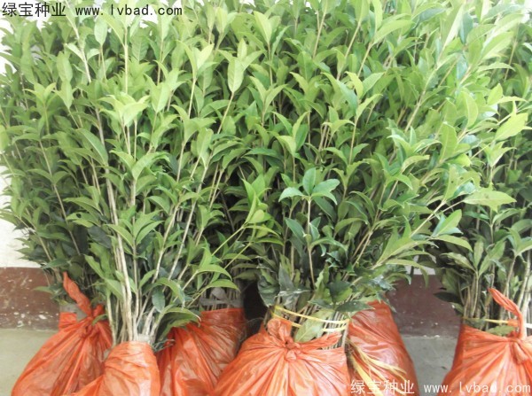 <a href='http://zishuwang.com.cn/linmuzhongzi/1768.html' target='_blank'>桂花種子</a>